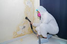  Raleigh, NC Mold Prevention & Removal Pros